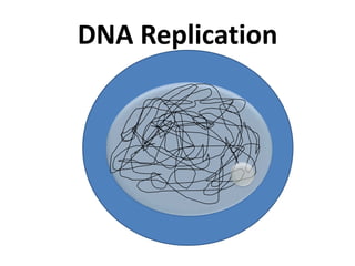 DNA Replication