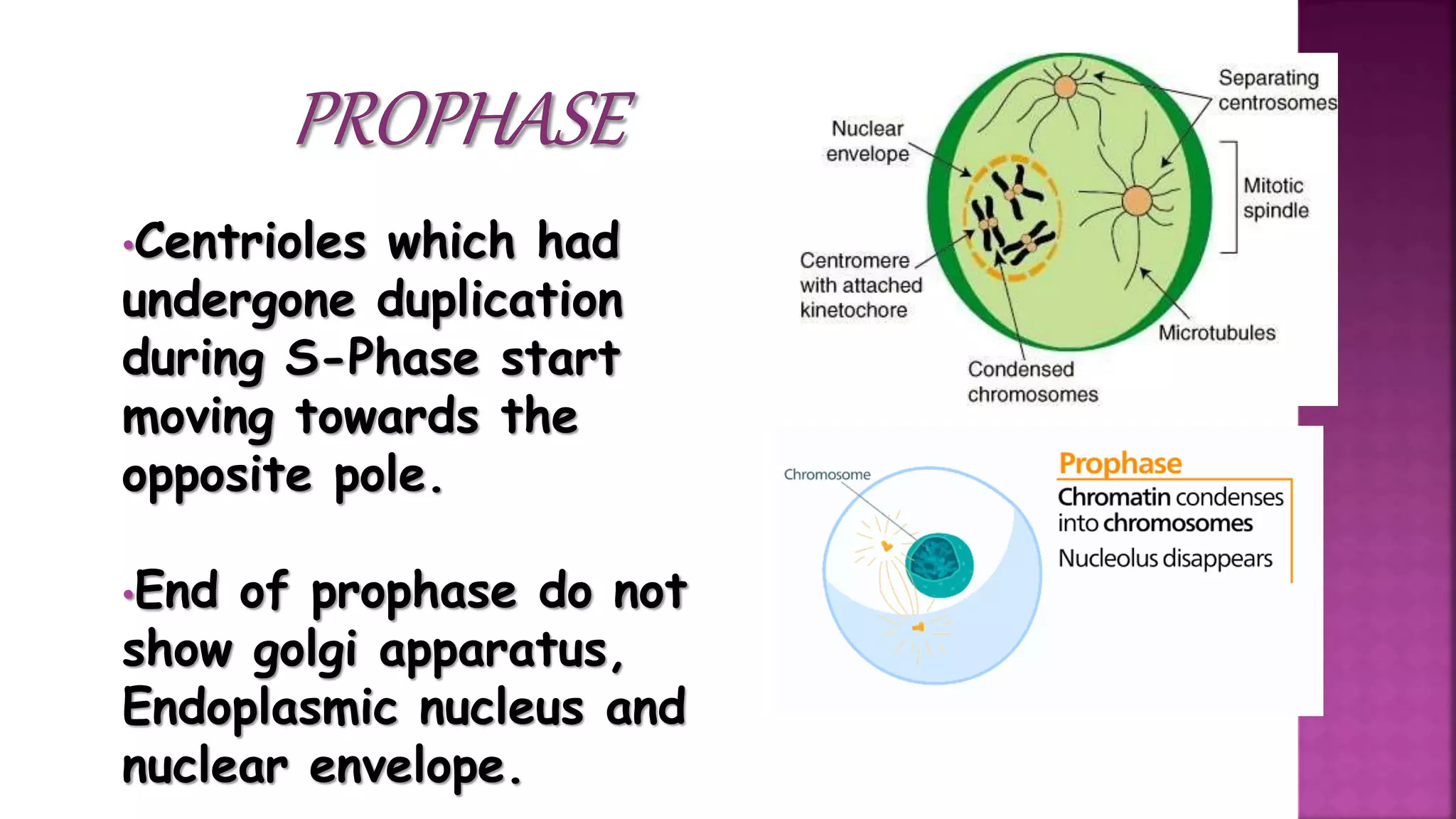 •Centrioles which had
undergone duplication
during S-Phase start
moving towards the
opposite pole.
•End of prophase do not
show golgi apparatus,
Endoplasmic nucleus and
nuclear envelope.
 