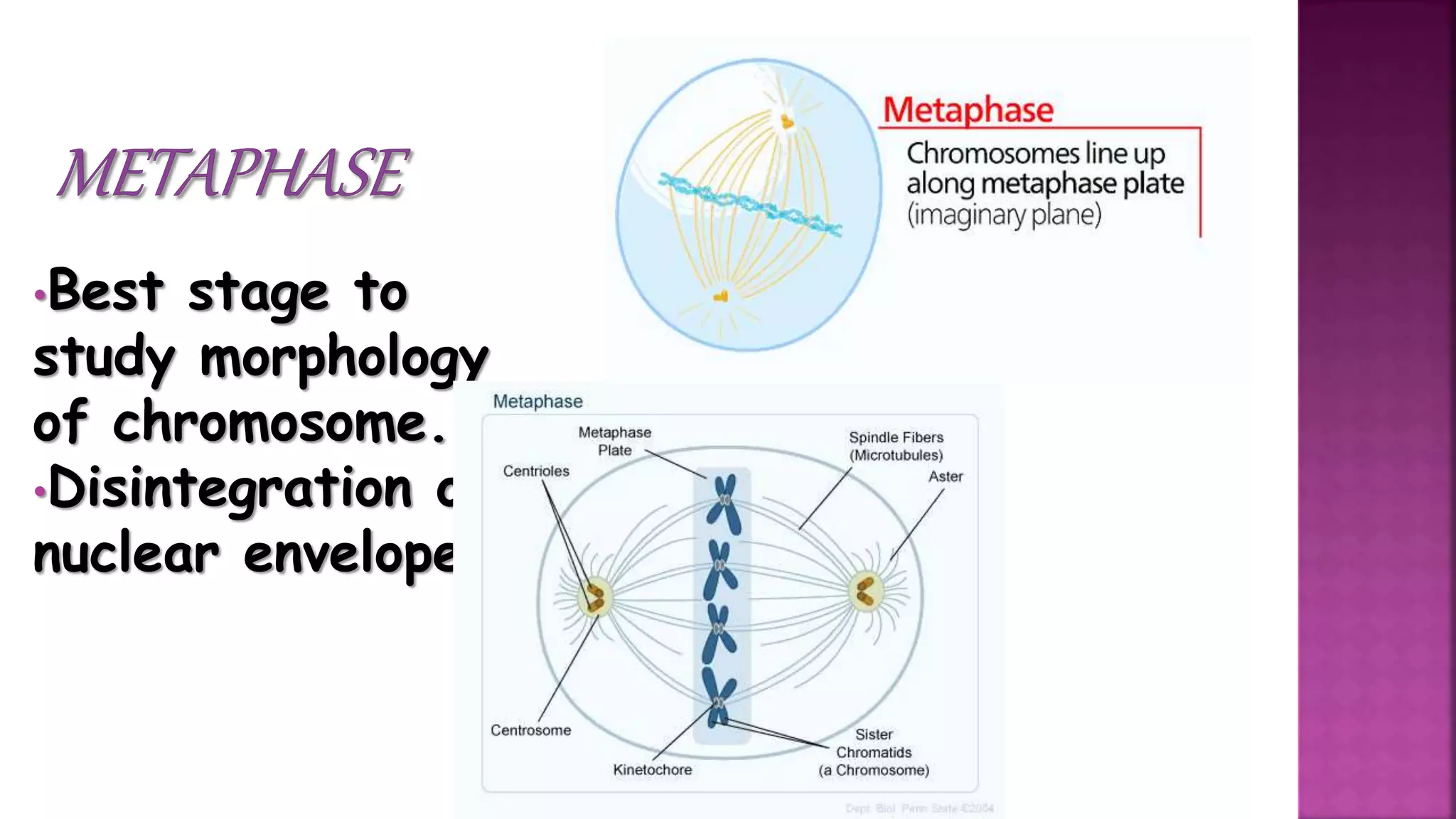 •Best stage to
study morphology
of chromosome.
•Disintegration of
nuclear envelope
 