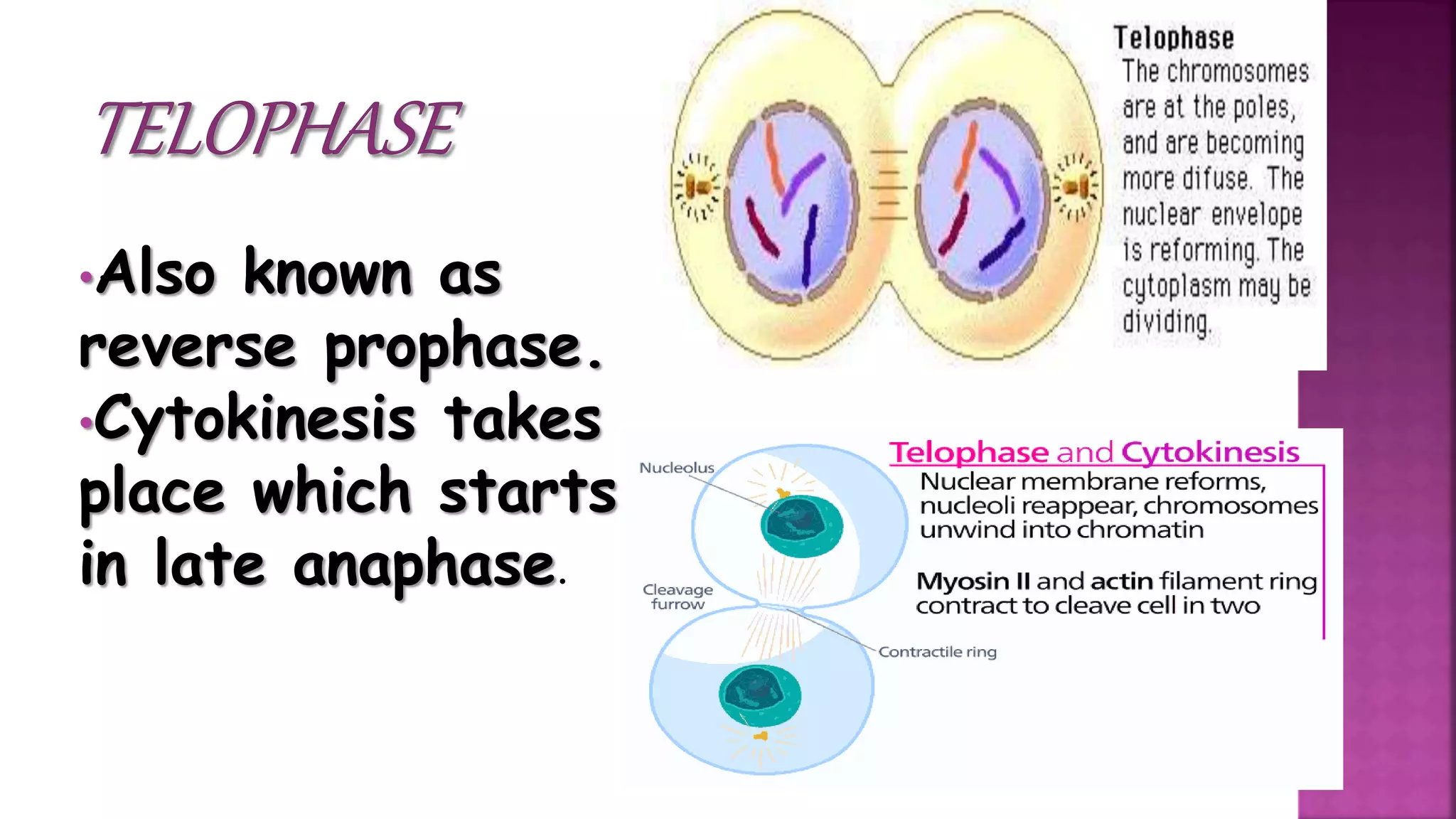 •Also known as
reverse prophase.
•Cytokinesis takes
place which starts
in late anaphase.
 