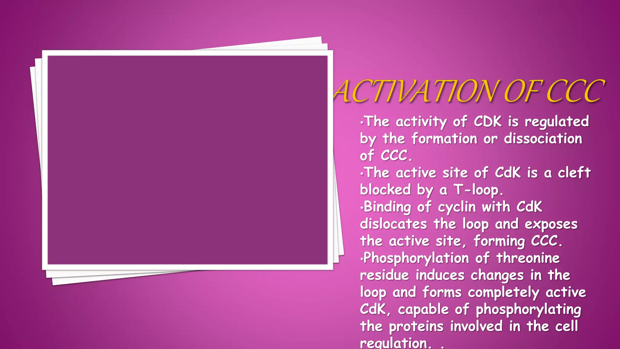 •The activity of CDK is regulated
by the formation or dissociation
of CCC.
•The active site of CdK is a cleft
blocked by a T-loop.
•Binding of cyclin with CdK
dislocates the loop and exposes
the active site, forming CCC.
•Phosphorylation of threonine
residue induces changes in the
loop and forms completely active
CdK, capable of phosphorylating
the proteins involved in the cell
regulation. .
 