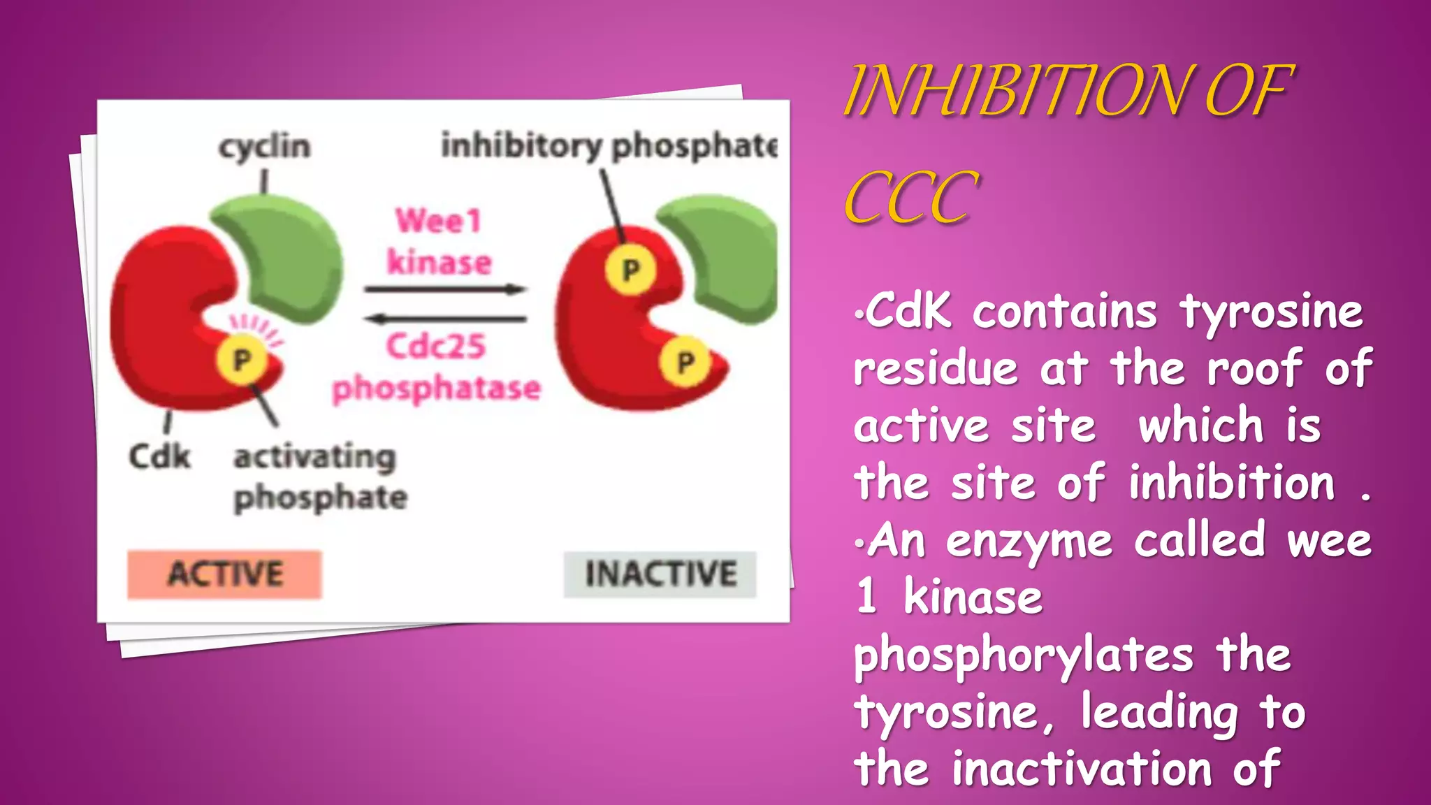 •CdK contains tyrosine
residue at the roof of
active site which is
the site of inhibition .
•An enzyme called wee
1 kinase
phosphorylates the
tyrosine, leading to
the inactivation of
 