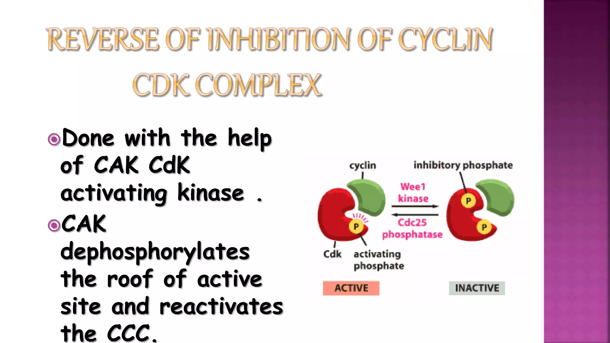 Done with the help
of CAK CdK
activating kinase .
CAK
dephosphorylates
the roof of active
site and reactivates
the CCC.
 