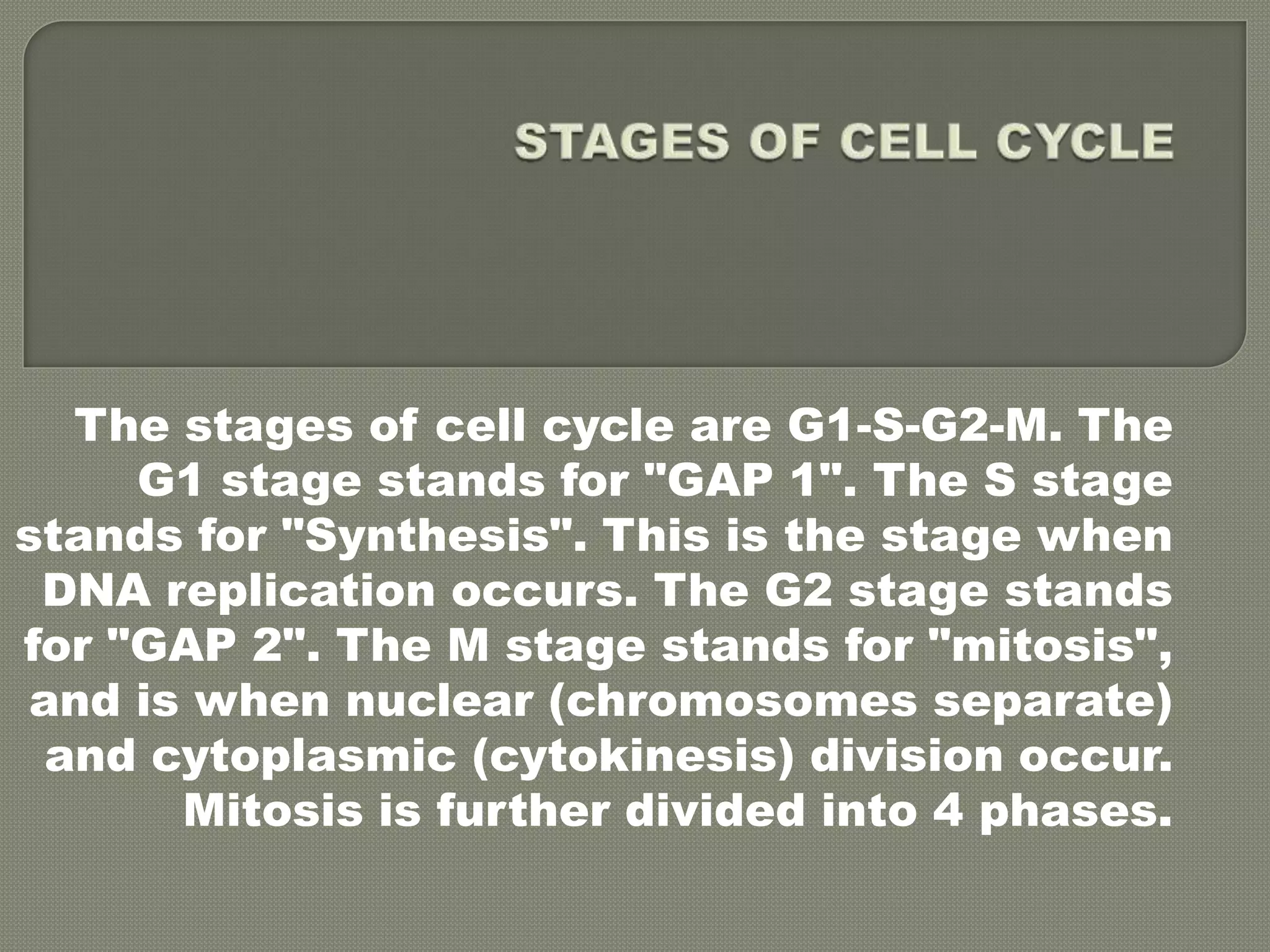 STAGES OF CELL CYCLEThe stages of cell cycle are G1-S-G2-M. The G1 stage stands for "GAP 1". The S stage stands for "Synthesis". This is the stage when DNA replication occurs. The G2 stage stands for "GAP 2". The M stage stands for "mitosis", and is when nuclear (chromosomes separate) and cytoplasmic (cytokinesis) division occur. Mitosis is further divided into 4 phases.