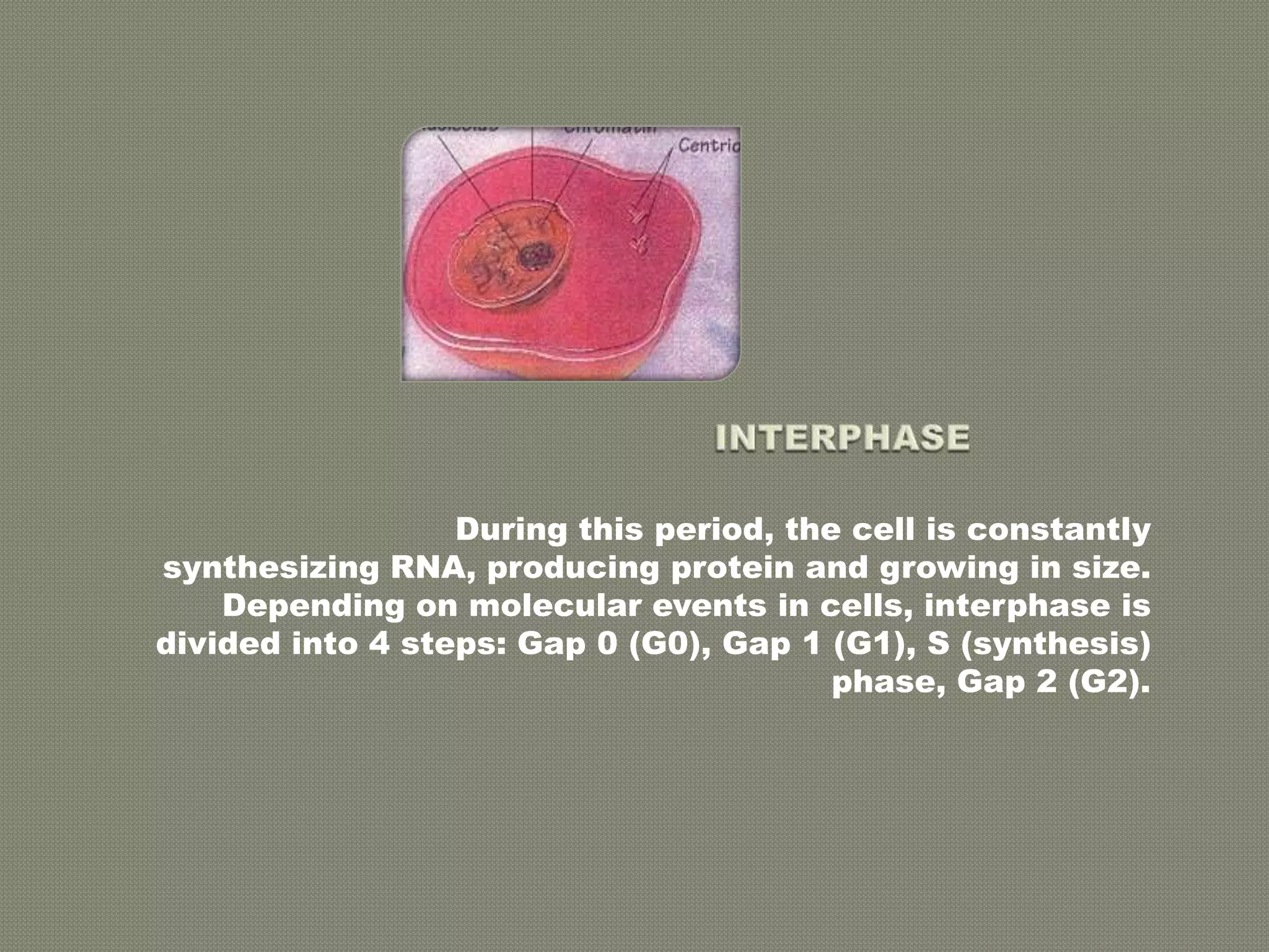                INTERPHASE During this period, the cell is constantly synthesizing RNA, producing protein and growing in size. Depending on molecular events in cells, interphase is divided into 4 steps: Gap 0 (G0), Gap 1 (G1), S (synthesis) phase, Gap 2 (G2). 