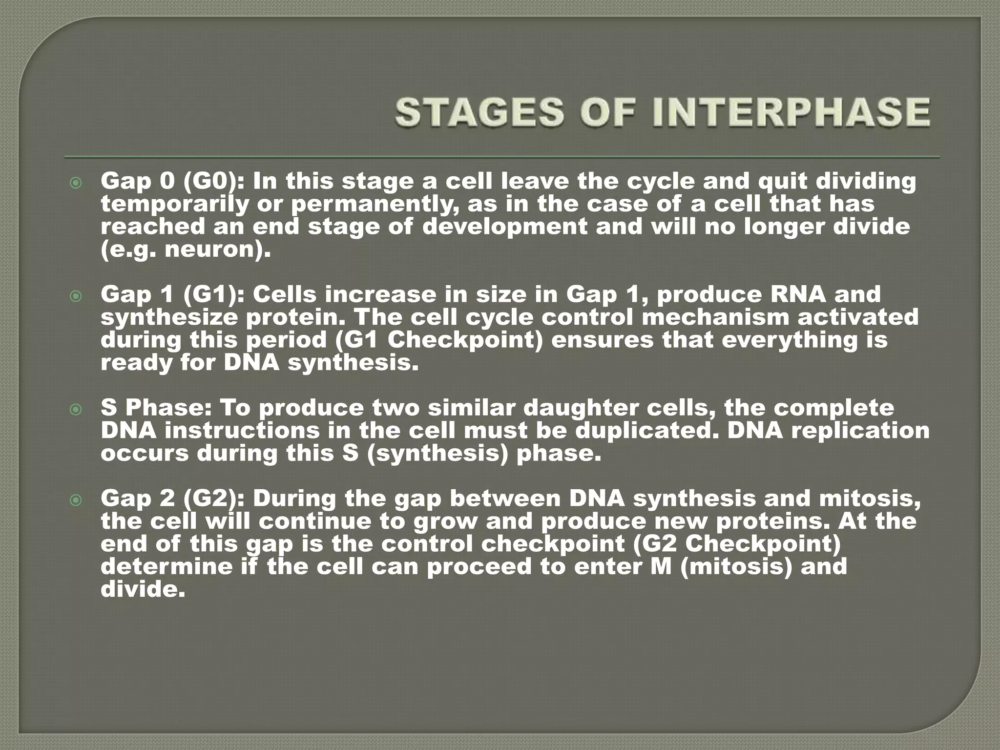 STAGES OF INTERPHASEGap 0 (G0): In this stage a cell leave the cycle and quit dividing temporarily or permanently, as in the case of a cell that has reached an end stage of development and will no longer divide (e.g. neuron).Gap 1 (G1): Cells increase in size in Gap 1, produce RNA and synthesize protein. The cell cycle control mechanism activated during this period (G1 Checkpoint) ensures that everything is ready for DNA synthesis. S Phase: To produce two similar daughter cells, the complete DNA instructions in the cell must be duplicated. DNA replication occurs during this S (synthesis) phase.Gap 2 (G2): During the gap between DNA synthesis and mitosis, the cell will continue to grow and produce new proteins. At the end of this gap is the control checkpoint (G2 Checkpoint) determine if the cell can proceed to enter M (mitosis) and divide.