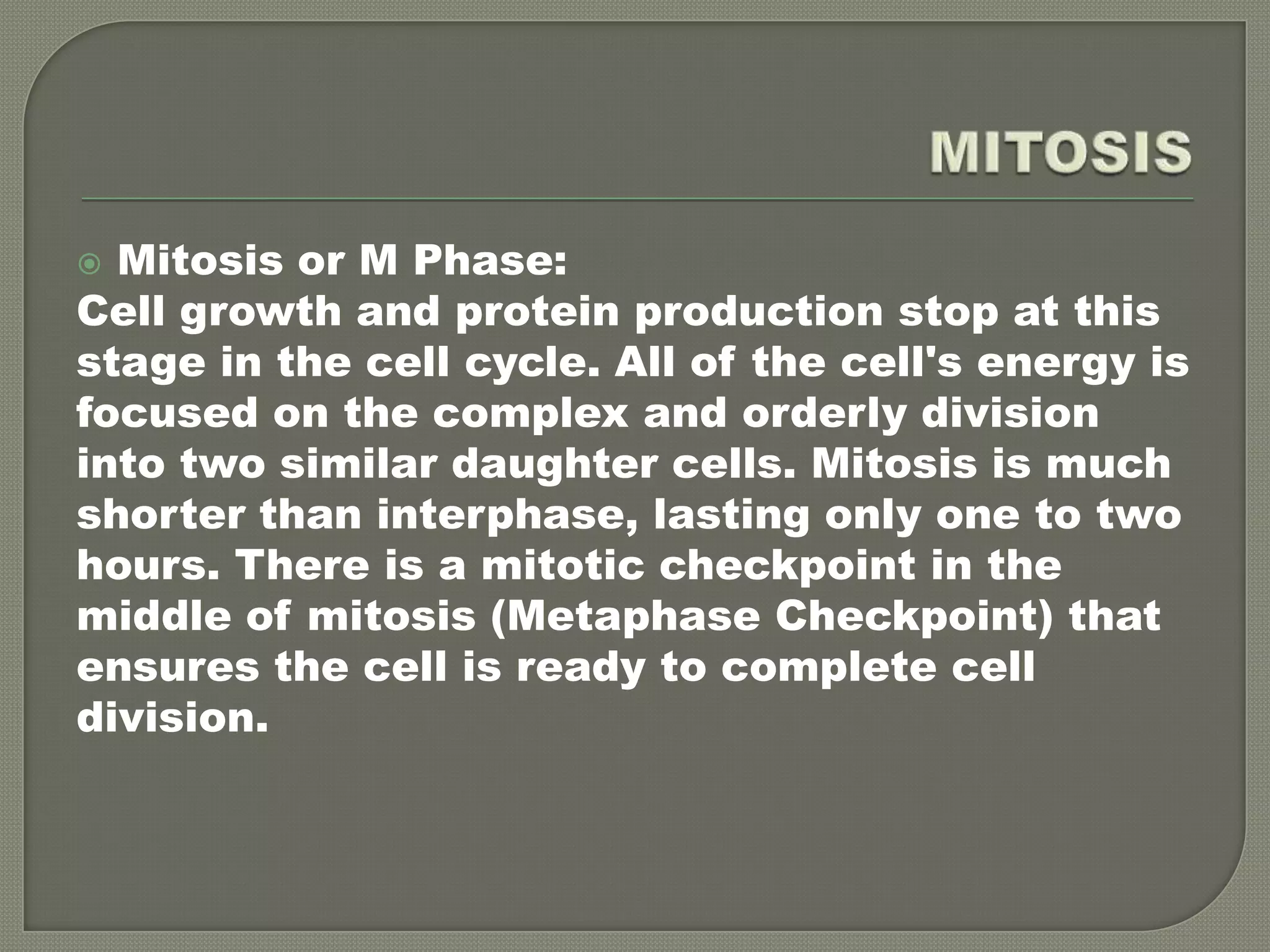 MITOSISMitosis or M Phase:Cell growth and protein production stop at this stage in the cell cycle. All of the cell's energy is focused on the complex and orderly division into two similar daughter cells. Mitosis is much shorter than interphase, lasting only one to two hours. There is a mitotic checkpoint in the middle of mitosis (Metaphase Checkpoint) that ensures the cell is ready to complete cell division. 