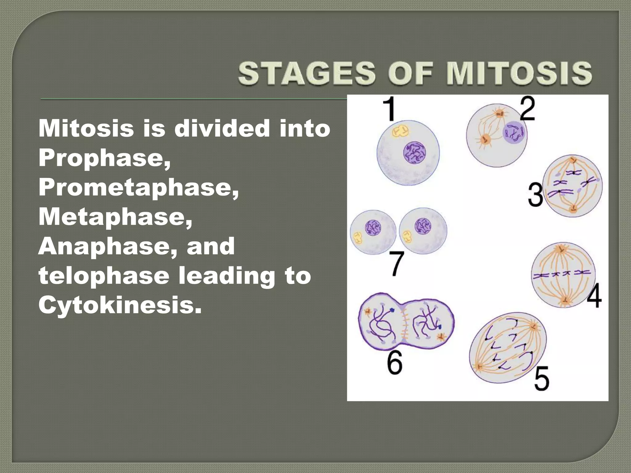 STAGES OF MITOSISMitosis is divided intoProphase,Prometaphase,Metaphase,Anaphase, andtelophase leading toCytokinesis.