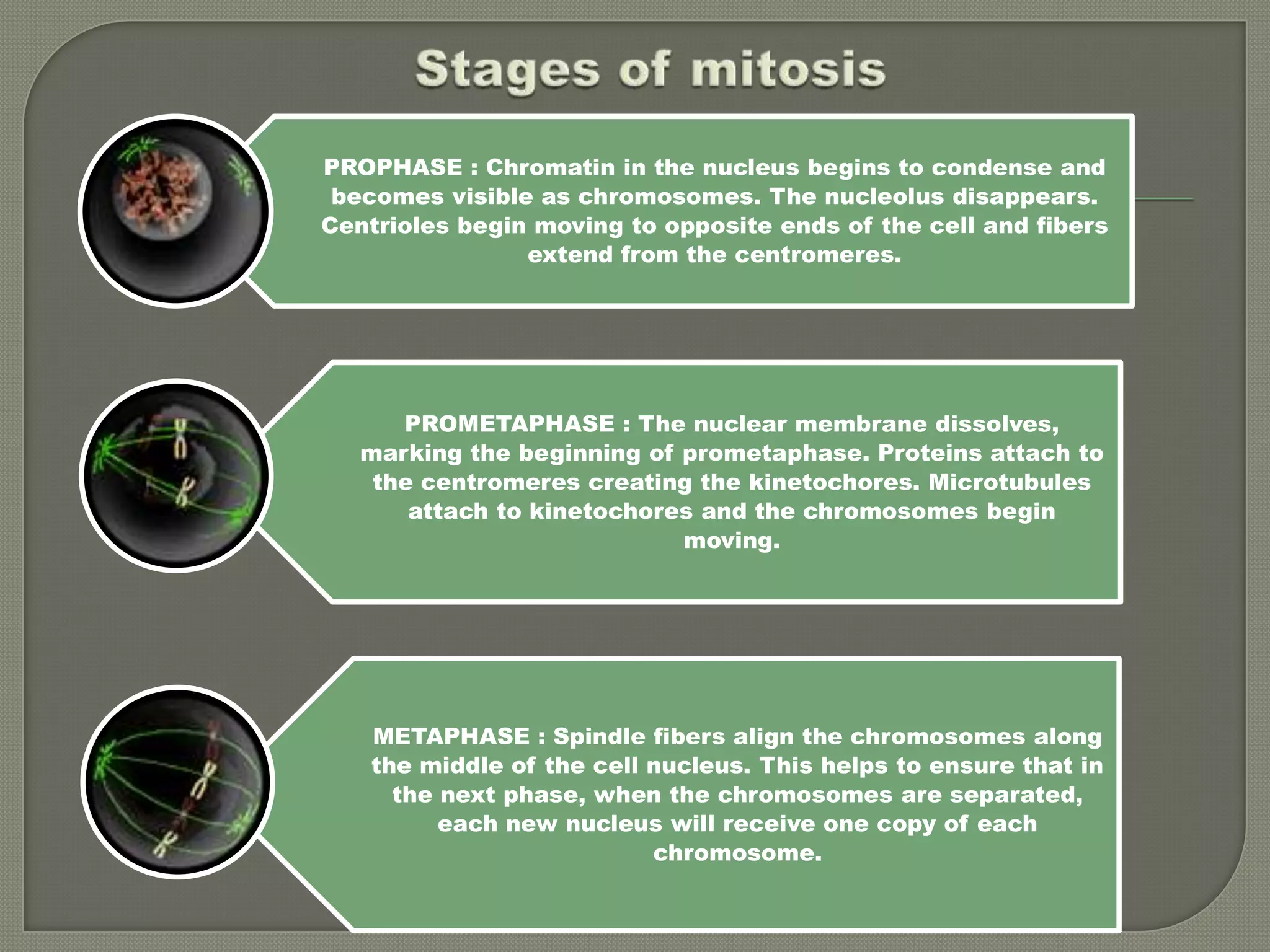 Stages of mitosis