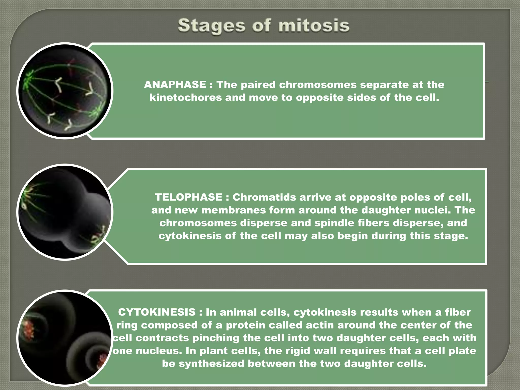 Stages of mitosis