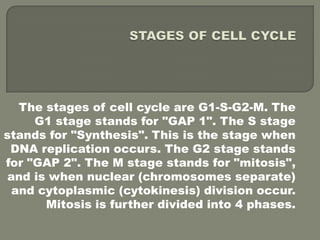 STAGES OF CELL CYCLEThe stages of cell cycle are G1-S-G2-M. The G1 stage stands for "GAP 1". The S stage stands for "Synthesis". This is the stage when DNA replication occurs. The G2 stage stands for "GAP 2". The M stage stands for "mitosis", and is when nuclear (chromosomes separate) and cytoplasmic (cytokinesis) division occur. Mitosis is further divided into 4 phases.