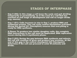 STAGES OF INTERPHASEGap 0 (G0): In this stage a cell leave the cycle and quit dividing temporarily or permanently, as in the case of a cell that has reached an end stage of development and will no longer divide (e.g. neuron).Gap 1 (G1): Cells increase in size in Gap 1, produce RNA and synthesize protein. The cell cycle control mechanism activated during this period (G1 Checkpoint) ensures that everything is ready for DNA synthesis. S Phase: To produce two similar daughter cells, the complete DNA instructions in the cell must be duplicated. DNA replication occurs during this S (synthesis) phase.Gap 2 (G2): During the gap between DNA synthesis and mitosis, the cell will continue to grow and produce new proteins. At the end of this gap is the control checkpoint (G2 Checkpoint) determine if the cell can proceed to enter M (mitosis) and divide.