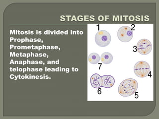 STAGES OF MITOSISMitosis is divided intoProphase,Prometaphase,Metaphase,Anaphase, andtelophase leading toCytokinesis.