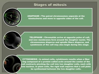 Stages of mitosis
