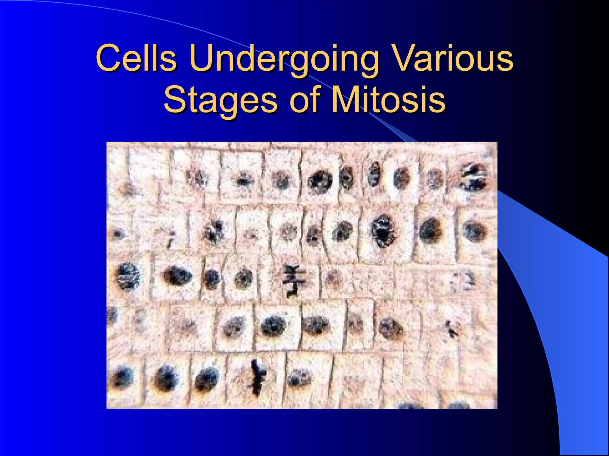 Cells Undergoing Various Stages of Mitosis