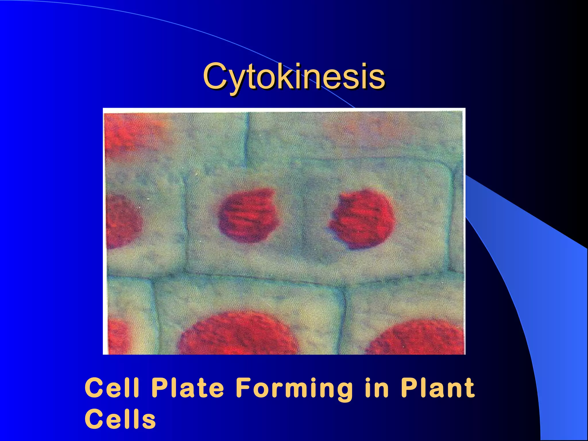 Cytokinesis Cell Plate Forming in Plant Cells