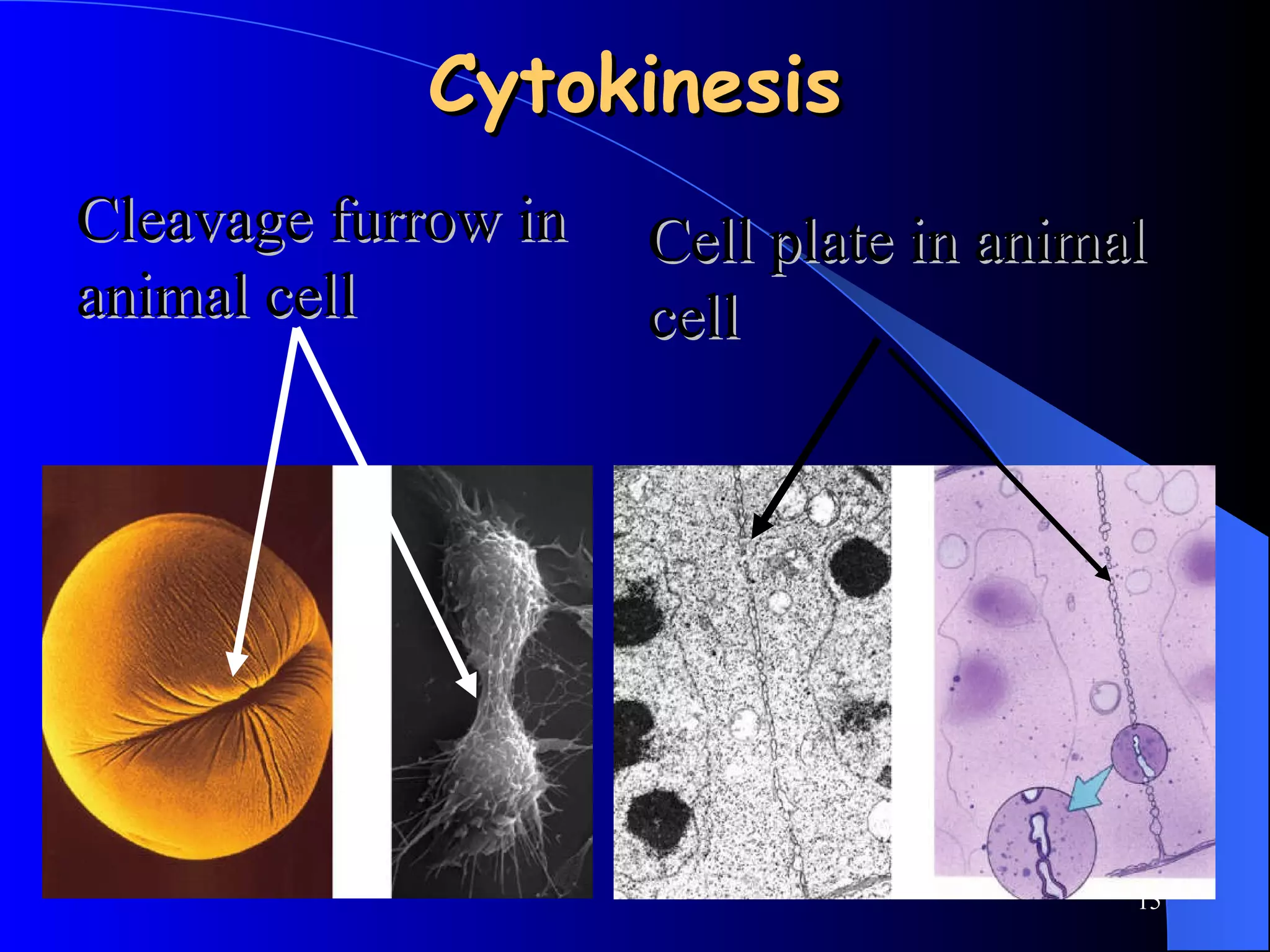 Cytokinesis Cleavage furrow in animal cell Cell plate in animal cell