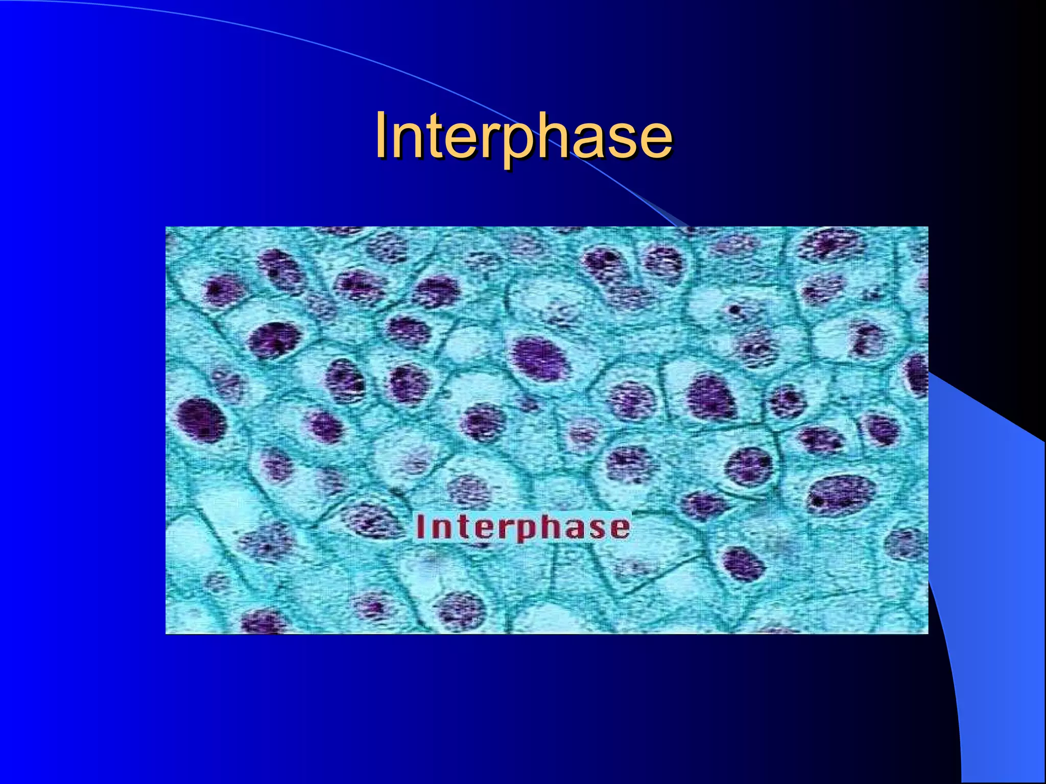 Interphase