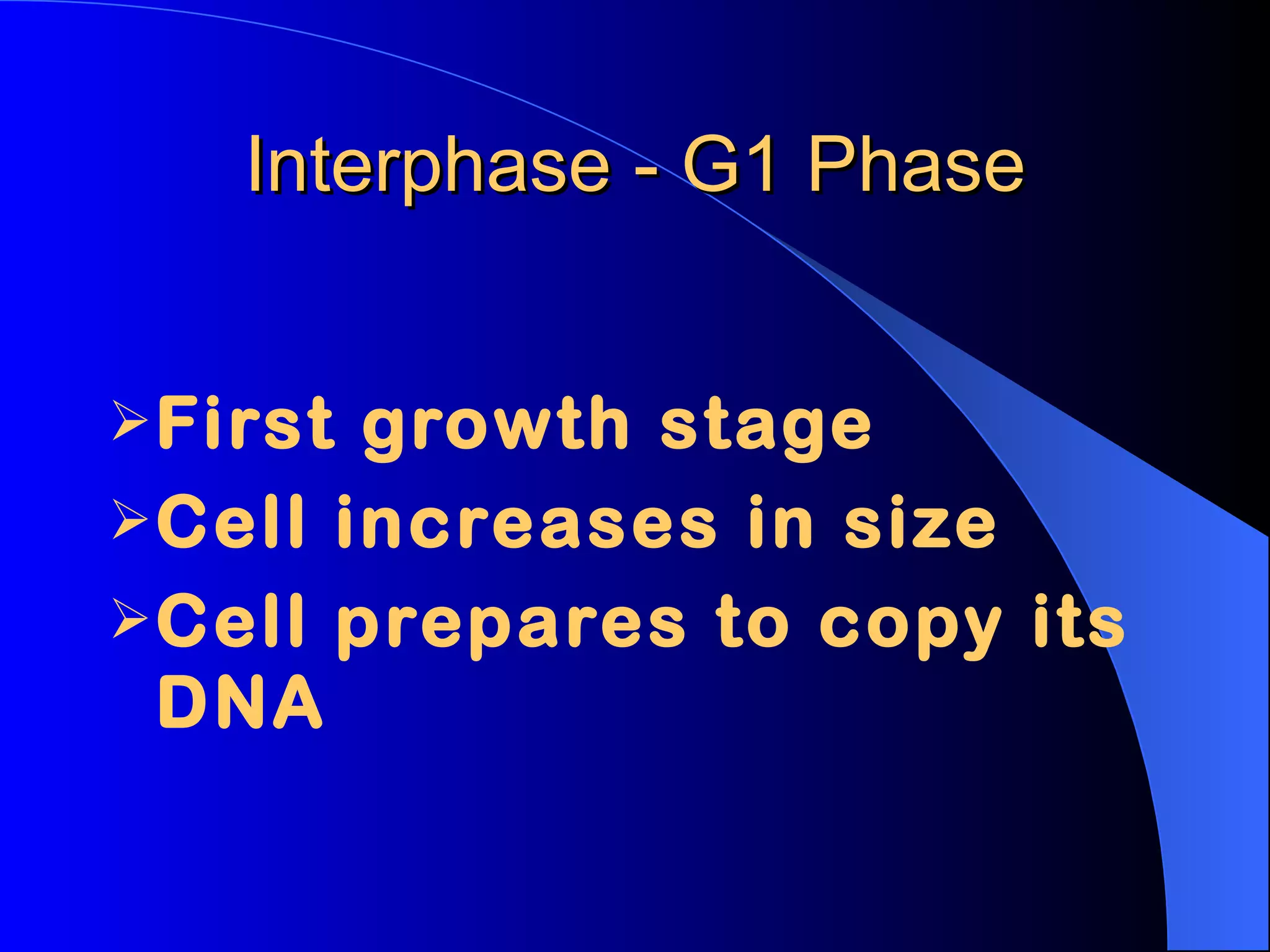 Interphase - G1 Phase First growth stage Cell increases in size Cell prepares to copy its DNA