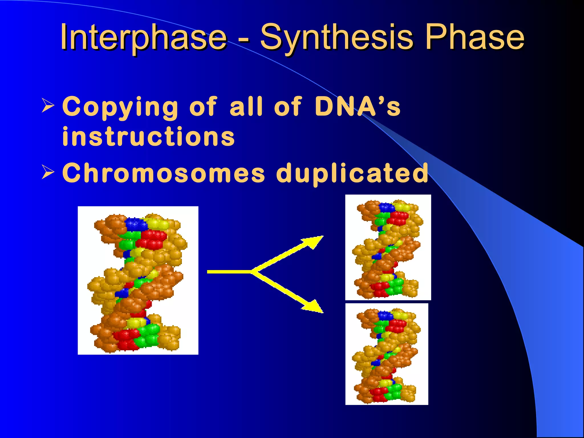 Interphase - Synthesis Phase Copying of all of DNA’s instructions Chromosomes duplicated