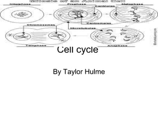 Cell cycle  By Taylor Hulme 