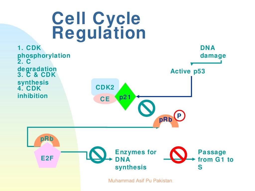 Flow Chart Cell Cycle Biology Diagrams