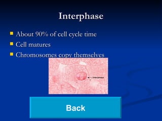 Interphase About 90% of cell cycle time Cell matures Chromosomes copy themselves Back 