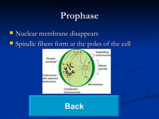 Prophase Nuclear membrane disappears Spindle fibers form at the poles of the cell Back 