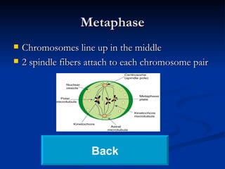 Metaphase Chromosomes line up in the middle 2 spindle fibers attach to each chromosome pair  Back 