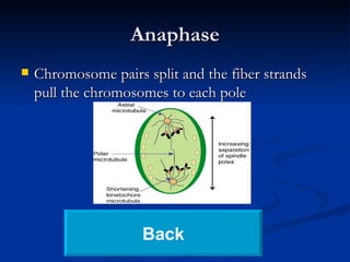 Anaphase Chromosome pairs split and the fiber strands pull the chromosomes to each pole Back 