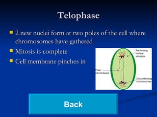 Telophase 2 new nuclei form at two poles of the cell where chromosomes have gathered Mitosis is complete Cell membrane pinches in Back 