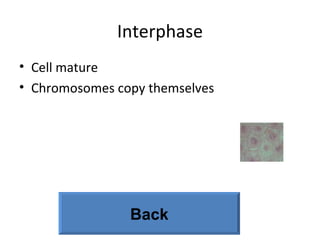 Interphase Cell mature Chromosomes copy themselves Back 