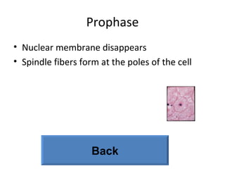 Prophase Nuclear membrane disappears  Spindle fibers form at the poles of the cell Back 