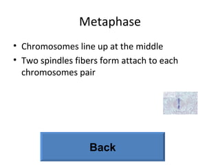 Metaphase Chromosomes line up at the middle  Two spindles fibers form attach to each chromosomes pair Back 