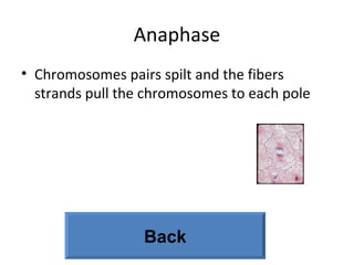 Anaphase Chromosomes pairs spilt and the fibers strands pull the chromosomes to each pole Back 