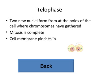 Telophase Two new nuclei form from at the poles of the cell where chromosomes have gathered  Mitosis is complete Cell membrane pinches in Back 