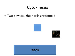 Cytokinesis Two new daughter cells are formed Back 