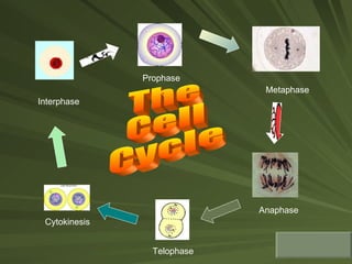 Interphase Prophase Cytokinesis Telophase Anaphase Metaphase The Cell Cycle 