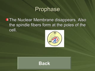 Prophase The Nuclear Membrane disappears. Also the spindle fibers form at the poles of the cell. Back 