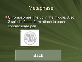 Metaphase Chromosomes line up in the middle. Also 2 spindle fibers form attach to each chromosome pair. Back 