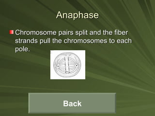 Anaphase Chromosome pairs split and the fiber strands pull the chromosomes to each pole. Back 