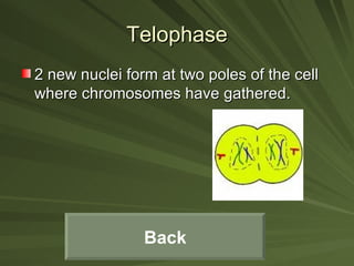 Telophase 2 new nuclei form at two poles of the cell where chromosomes have gathered. Back 