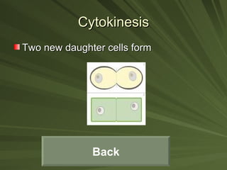 Cytokinesis Two new daughter cells form Back 