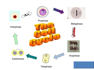 Interphase Prophase Cytokinesis Telophase Anaphase Metaphase The Cell Cycle