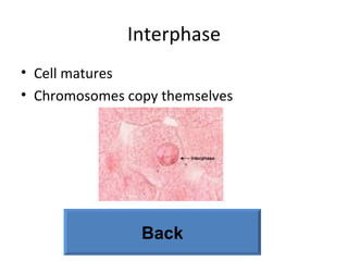 Interphase Cell matures Chromosomes copy themselves Back