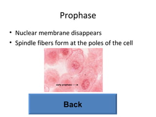 Prophase Nuclear membrane disappears Spindle fibers form at the poles of the cell Back