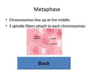 Metaphase Chromosomes line up at the middle 2 spindle fibers attach to each chromosomes Back