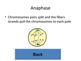 Anaphase Chromosomes pairs split and the fibers strands pull the chromosomes to each pole Back