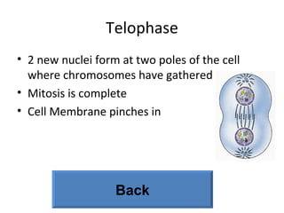 Telophase 2 new nuclei form at two poles of the cell where chromosomes have gathered Mitosis is complete Cell Membrane pinches in Back