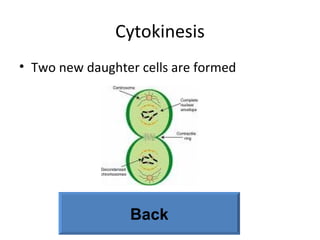 Cytokinesis Two new daughter cells are formed Back